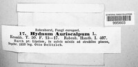 Auriscalpium vulgare image
